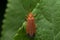 Orange Firefly species on leaf, Satara, Maharashtra,
