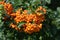 Orange Firethorn