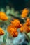 Orange fish in an aquarium. Red Parrot Cichlid.Cichlasoma citrinellum. Different focus.