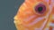 Orange fish discus eye closeup