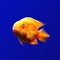 Orange fish underwater in blue background