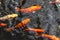 Orange fishes swimming top view