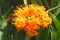 Orange Flame flower,