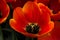 Orange Flame Rembrandt Tulip