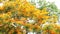 Orange flame tree full bloom on top of park in summer