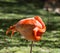 Orange Flamingo Ball