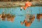 Orange flamingo in the light blue water. Wildlife of tropical exotic birds. Reflection in the water