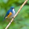 Orange-flanked Bush Robin bird