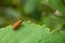 Orange Flat-faced longhorn beetle - Cremnosterna carissima on green leaf in wood in Laos