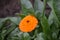 Orange flower 2 in garden