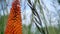 Orange flower of aloe.