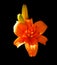 ..Orange flower on a black background. An isolated flower. Bright lily