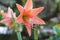 Orange flower blooming, hippeastrum johnsonii Bury Wan-see-tit