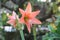 Orange flower blooming,Inflorescence of orange hippeastrum johnsonii Bury Wan-see-tit