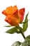 Orange flower, bright rose