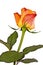 Orange flower, bright rose o