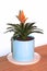 Orange flower bromeliad house plant