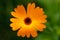 Orange flower - Calendula