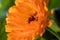Orange flower(Calendula)