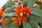 Orange Flower or Chrysothemis pulchella Donn ex Sims Decne in