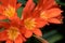 Orange flower clivia, blooming floral arrangement