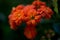 Orange flower clivia miniata in the garden at night