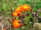 Orange flower closeup on green background