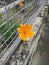 orange flower of Cosmos caudatus Kunth