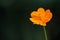 Orange flower on a dark background