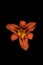 Orange flower - daylily