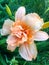 Orange flower daylily in the garden