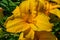 Orange flower daylily Latin: Hemerocallis grown in garden, closeup. Soft selective focus
