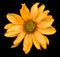 Orange flower of a decorative sunflower Helinthus isolated