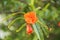 Orange  flower detail plant in the garden