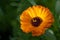 Orange flower with dewdrops of common marigold Calendula officinalis from the the daisy family, edible garden plant and