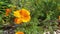 Orange flower Eschscholzia.