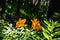 Orange flower in the forest.