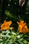 Orange flower in the forest.