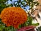 Orange flower in a garden poured beautifully with some water drops