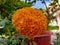 Orange flower in a garden poured beautifully with some water drops