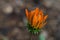 Orange flower of gazania