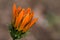 Orange flower of gazania