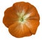 Orange flower geranium. white isolated background with clipping path. Closeup no shadows