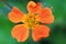 Orange flower Geum coccineum \'Borisii