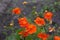 Orange flower of Geum coccineum Scarlet avens blooming in spring garden