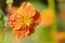 Orange flower of Geum quellyon