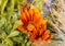 An orange flower, green plants and white dried grass mixed into each other