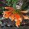 Orange flower that grows under water absorption