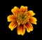 Orange flower helenium macro isolated