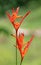 Orange flower, Heliconia Psittacorum `Sassy`, Nicaragua